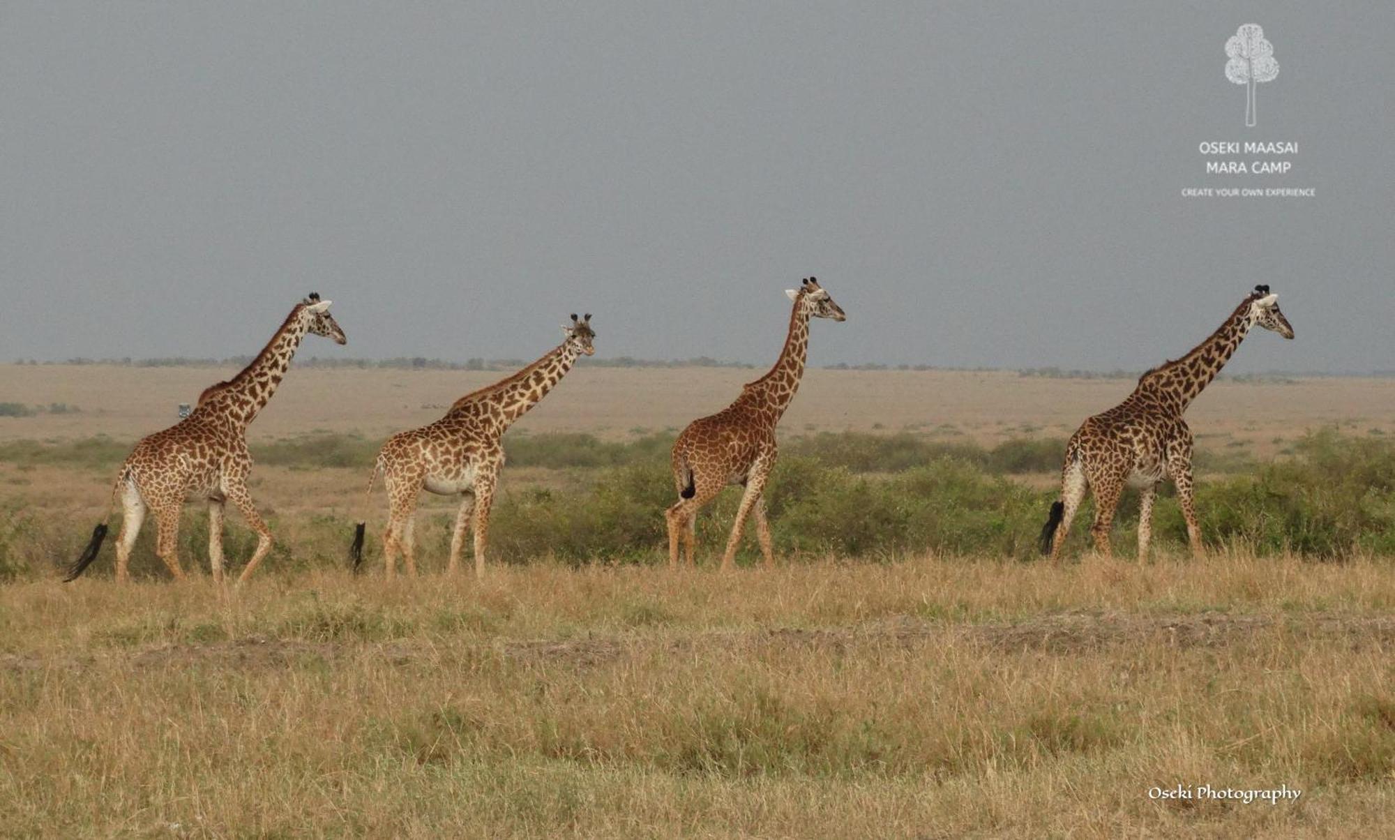 Oseki Maasai Mara Camp Hotel Narok Luaran gambar