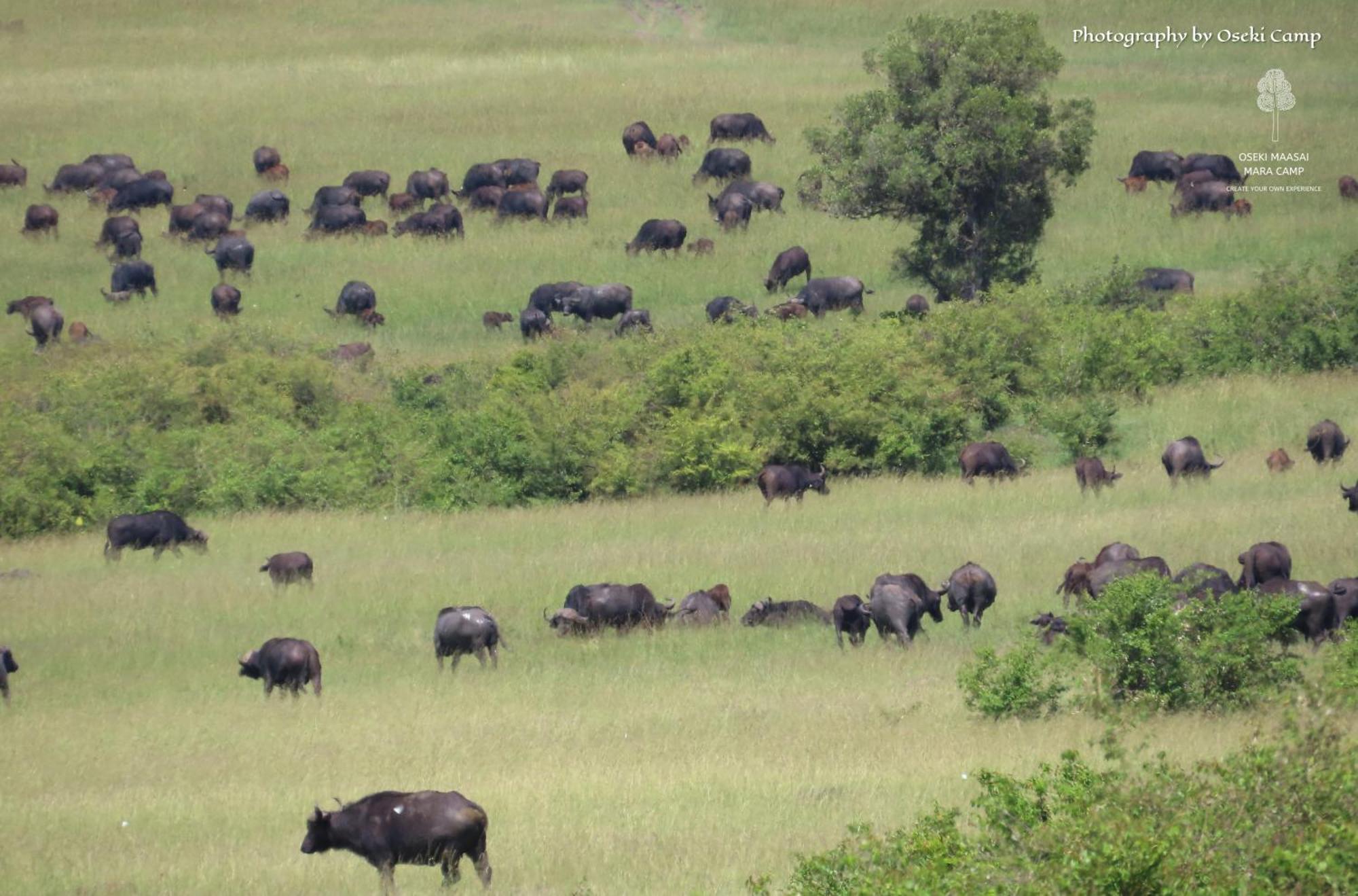 Oseki Maasai Mara Camp Hotel Narok Luaran gambar