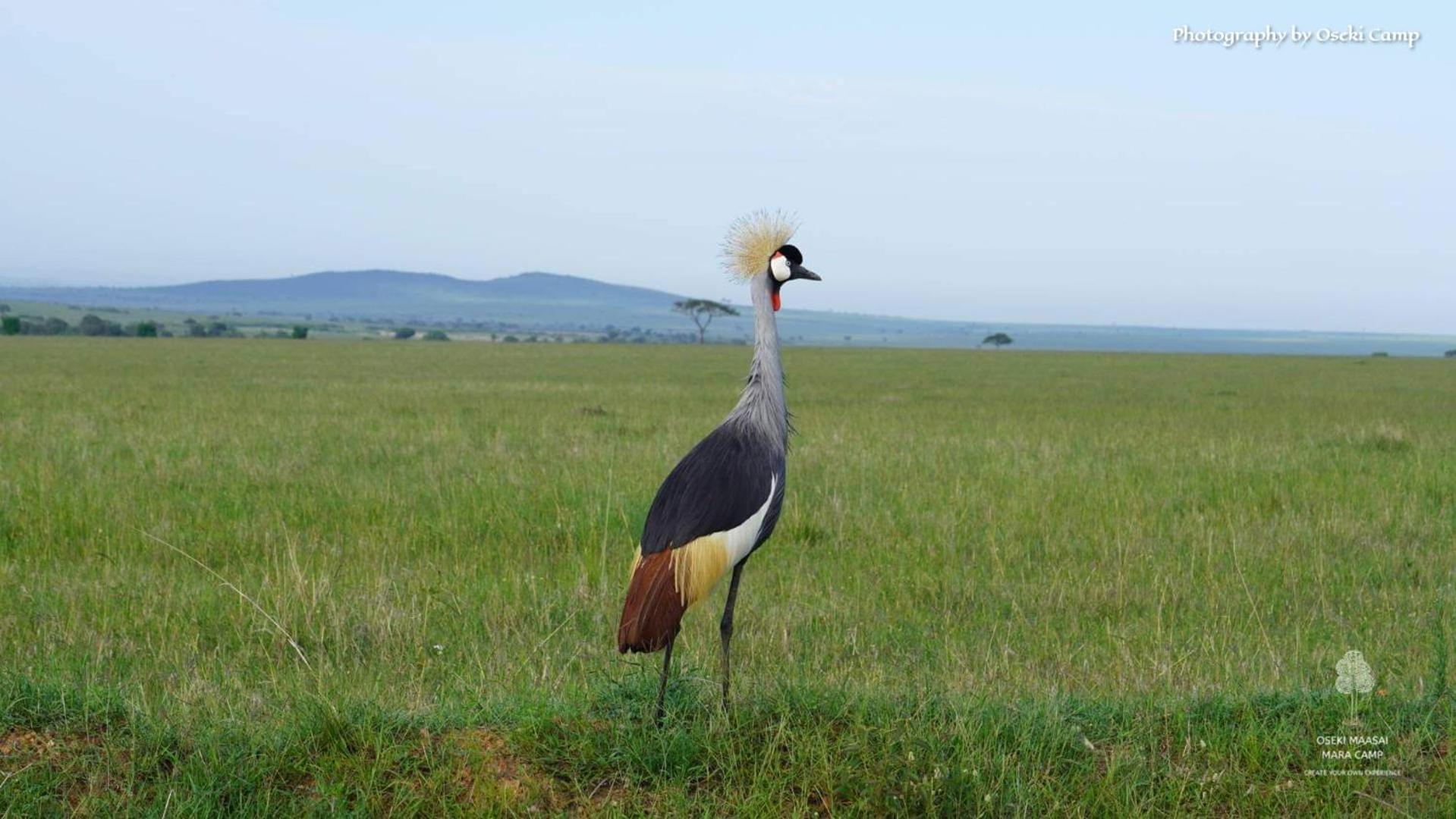 Oseki Maasai Mara Camp Hotel Narok Luaran gambar