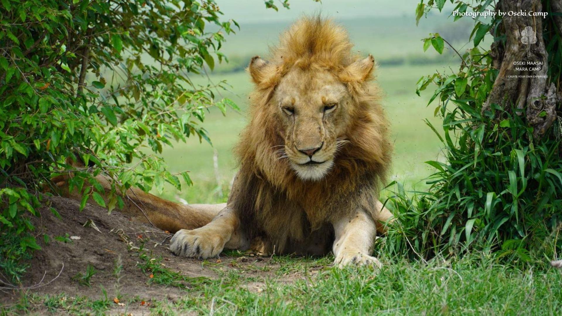 Oseki Maasai Mara Camp Hotel Narok Luaran gambar