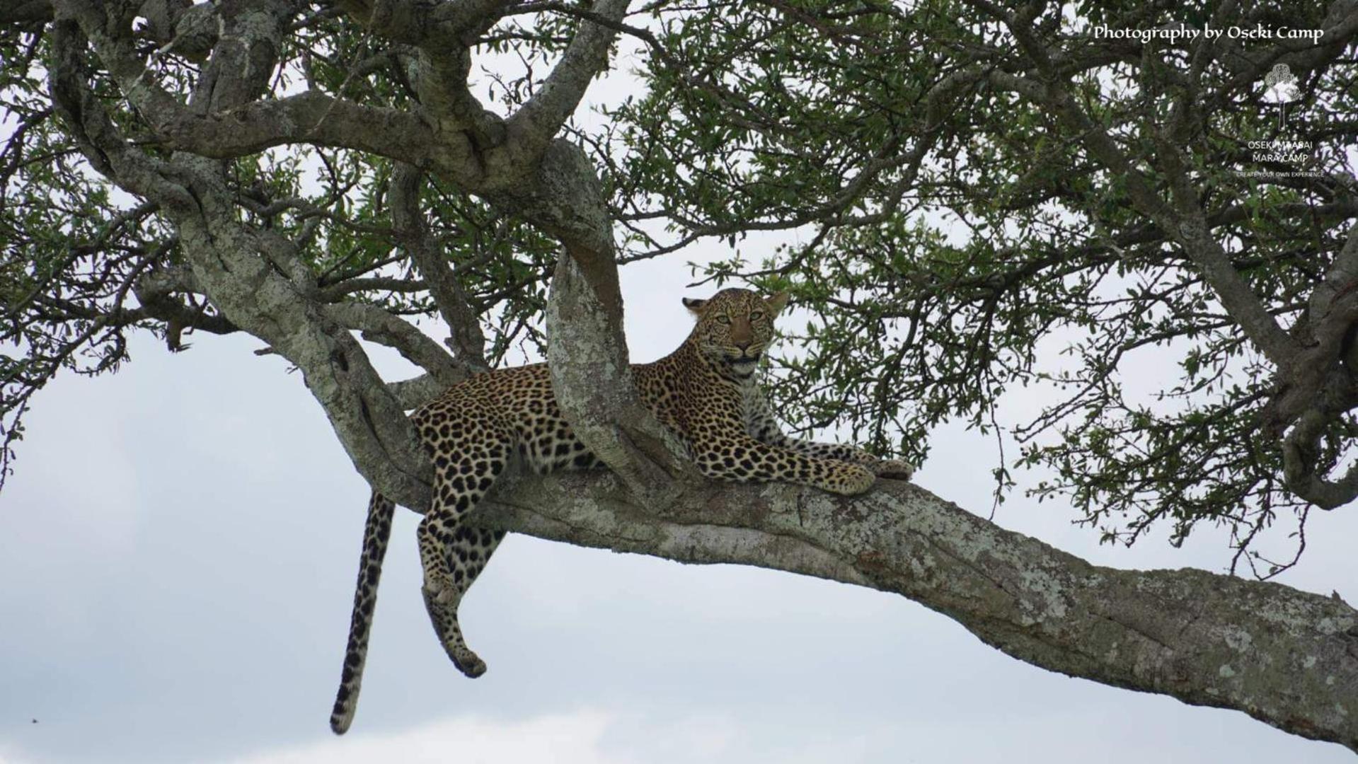Oseki Maasai Mara Camp Hotel Narok Luaran gambar