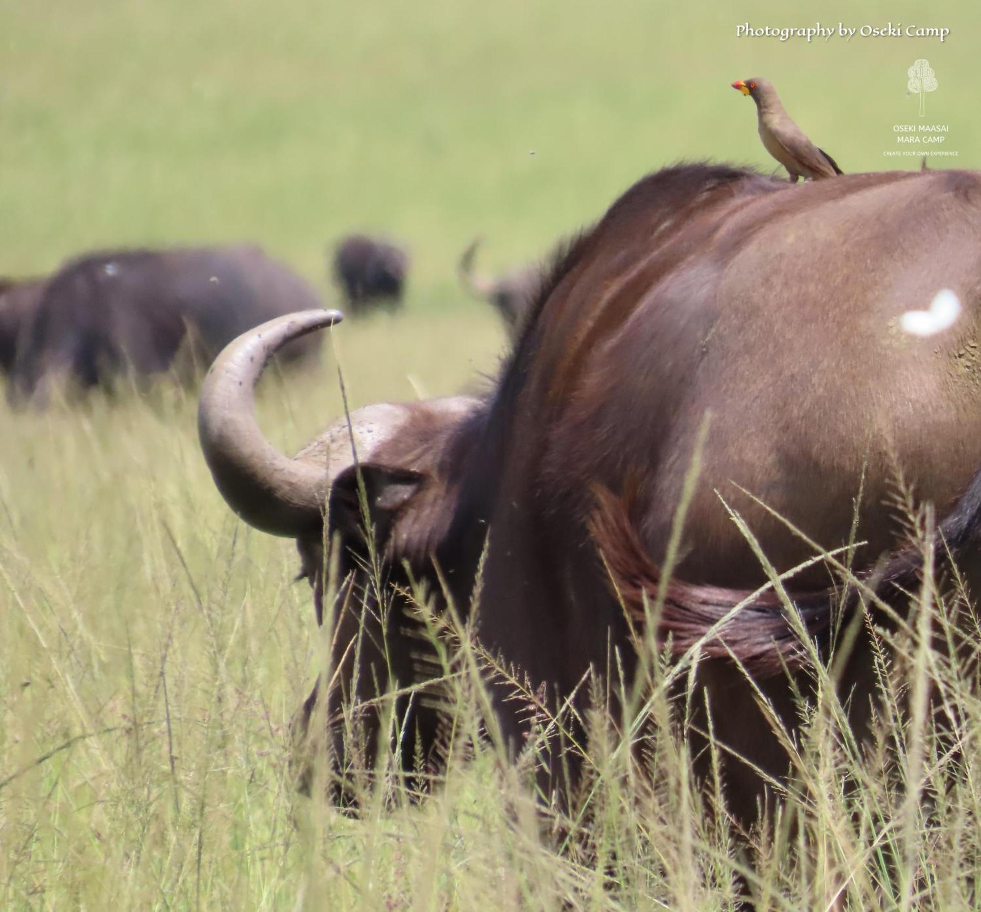 Oseki Maasai Mara Camp Hotel Narok Luaran gambar