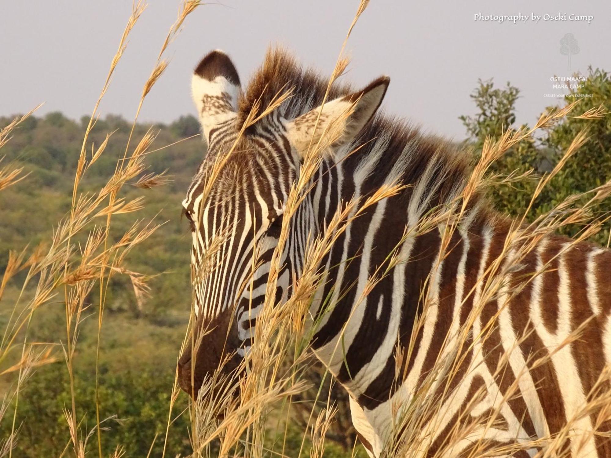 Oseki Maasai Mara Camp Hotel Narok Luaran gambar