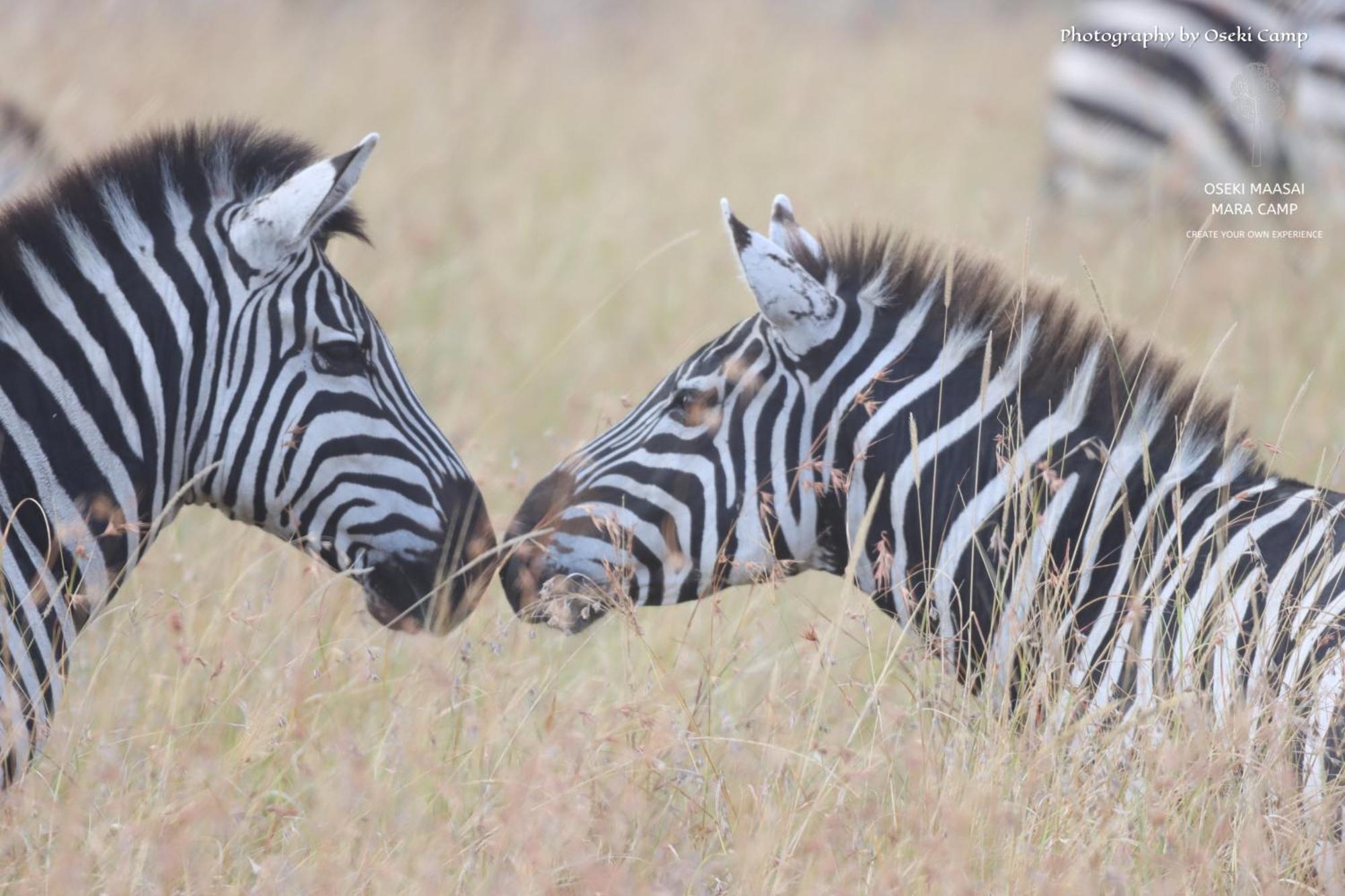 Oseki Maasai Mara Camp Hotel Narok Luaran gambar