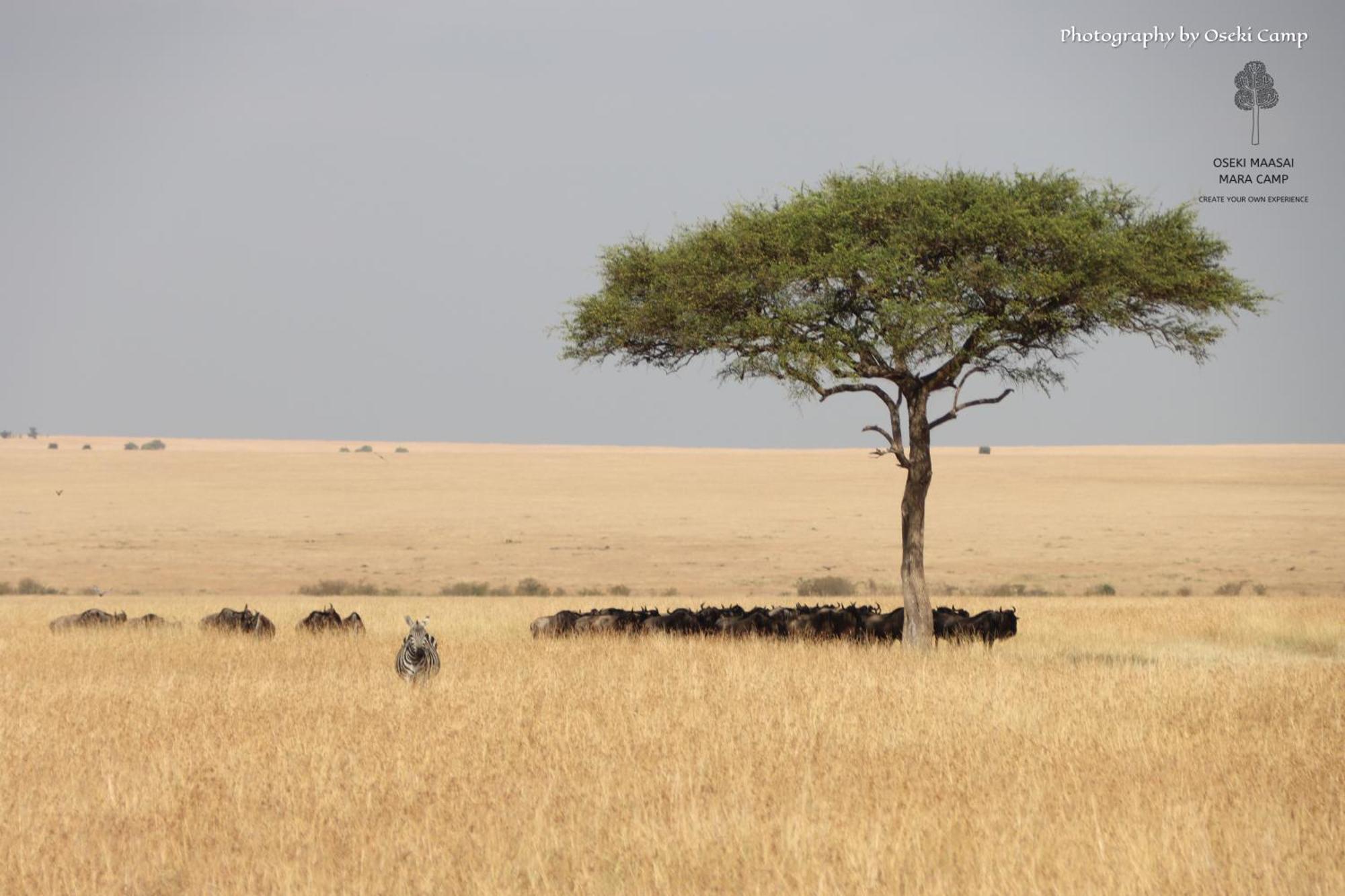 Oseki Maasai Mara Camp Hotel Narok Luaran gambar