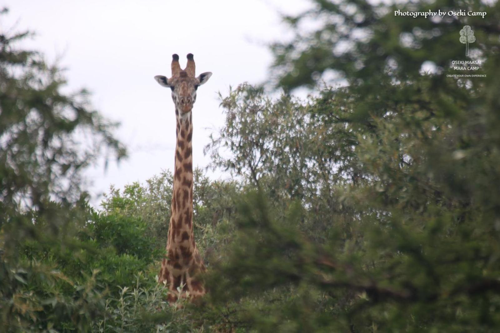 Oseki Maasai Mara Camp Hotel Narok Luaran gambar